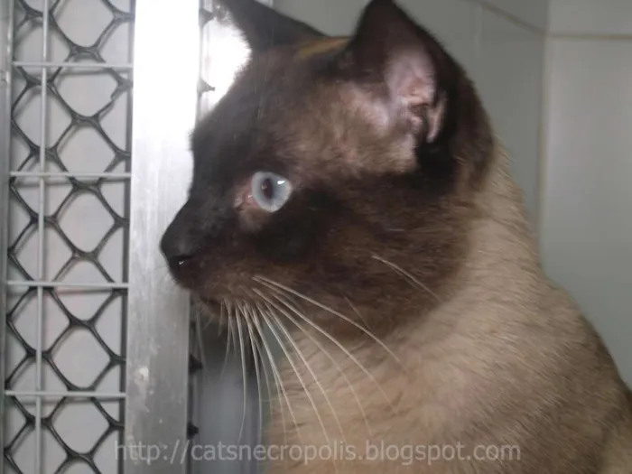 Gato ra a srd idade 2 anos nome Pastel