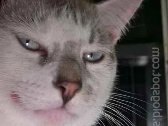 Gato raça srd idade 7 a 11 meses nome Feijão