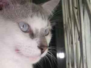 Gato raça srd idade 7 a 11 meses nome Feijão