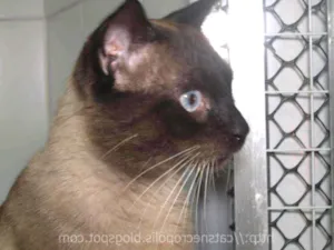 Gato raça srd idade 2 anos nome Pastel