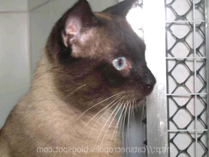 Gato ra a srd idade 2 anos nome Pastel