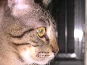 Gato raça srd idade 1 ano nome Reeses
