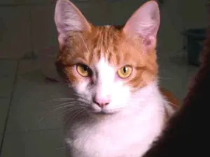 Gato raça srd idade 7 a 11 meses nome Farofa