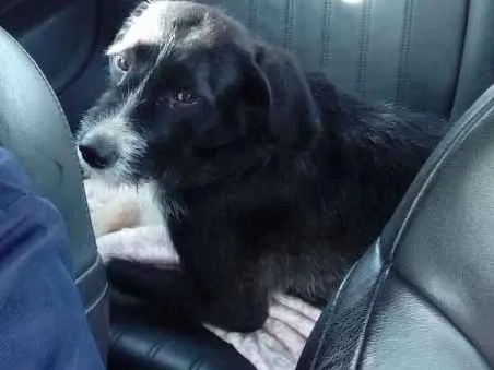 Cachorro ra a Vira lata  idade 2 anos nome Bolsonaro