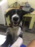 Bolsonaro