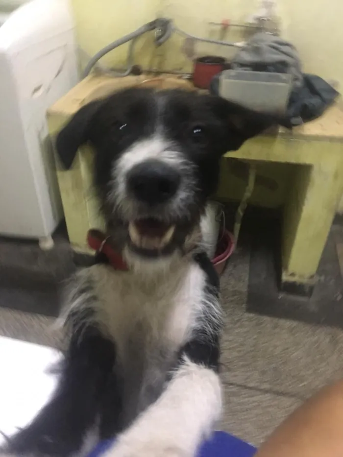 Cachorro ra a Vira lata  idade 2 anos nome Bolsonaro