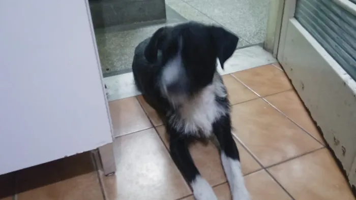 Cachorro ra a Vira lata  idade 2 anos nome Bolsonaro