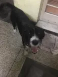 Bolsonaro
