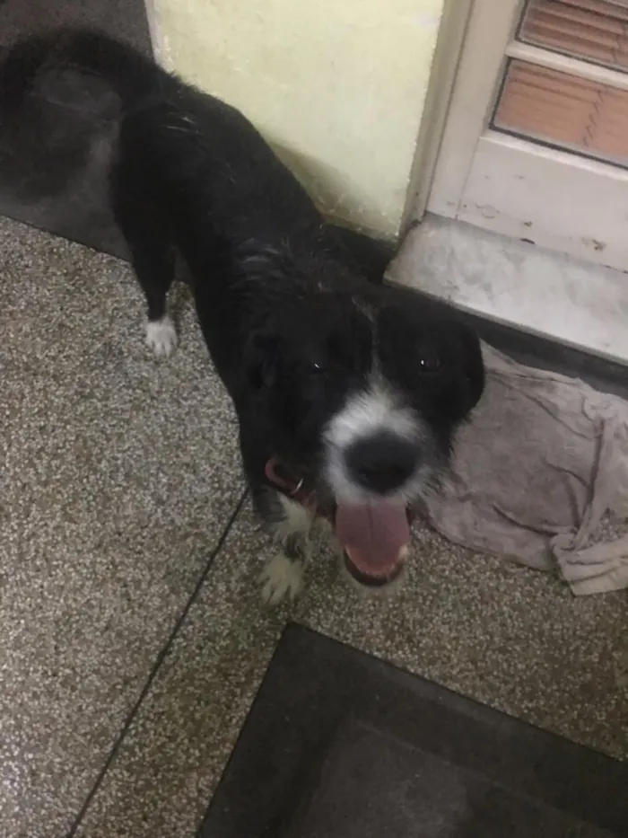 Cachorro ra a Vira lata  idade 2 anos nome Bolsonaro
