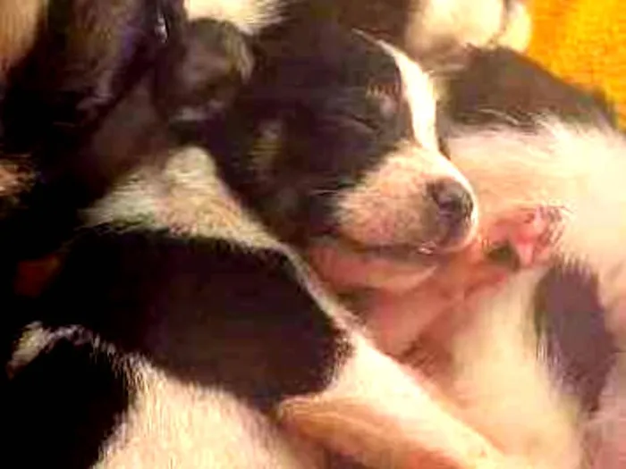 Cachorro ra a Vira lata idade Abaixo de 2 meses nome Ñ tem nome