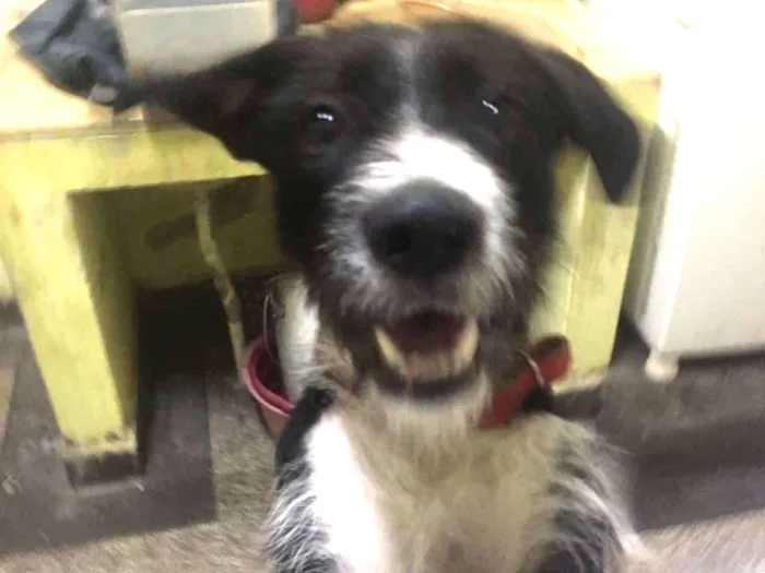 Cachorro ra a Vira lata  idade 2 anos nome Bolsonaro