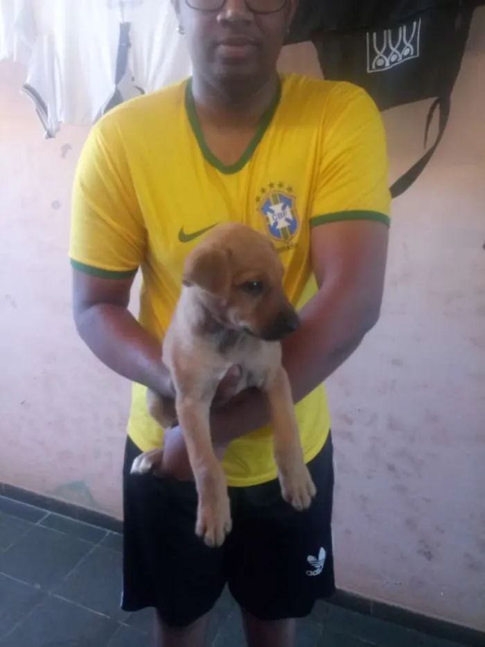 Cachorro raça Fila idade 2 a 6 meses nome Jade