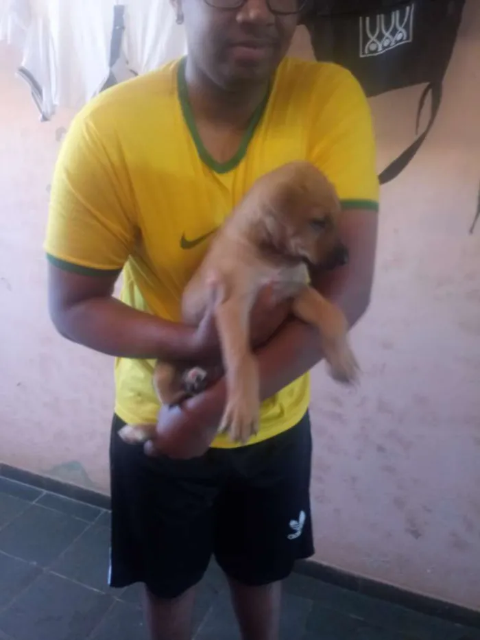 Cachorro raça Fila idade 2 a 6 meses nome Jade