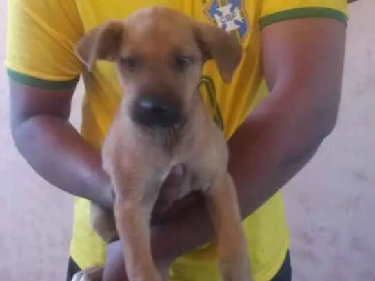 Cachorro raça Fila idade 2 a 6 meses nome Jade