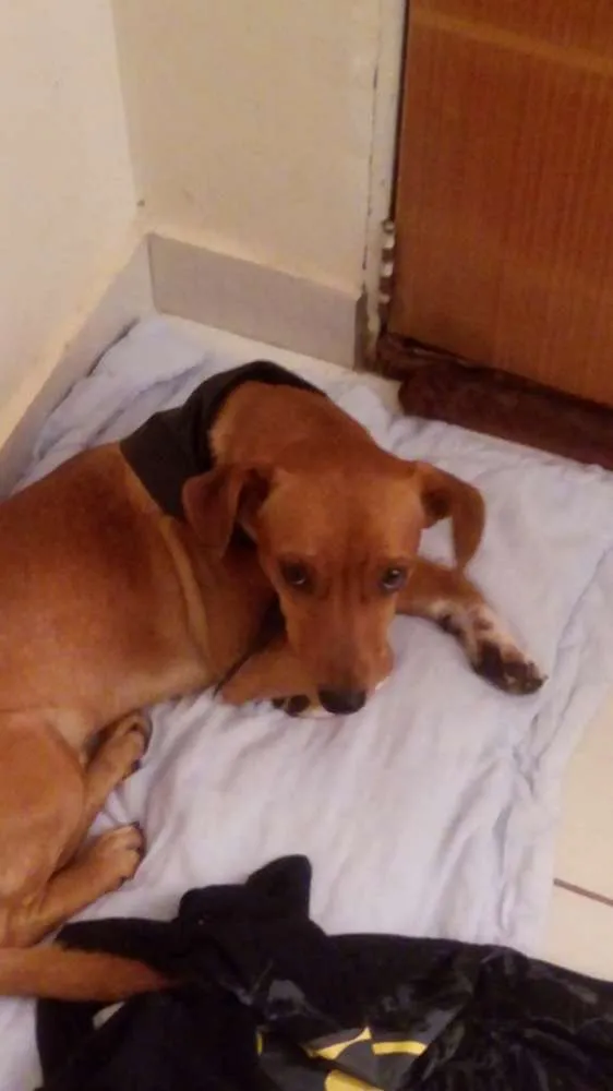 Cachorro ra a Salsicha com vira lata idade 1 ano nome Bud