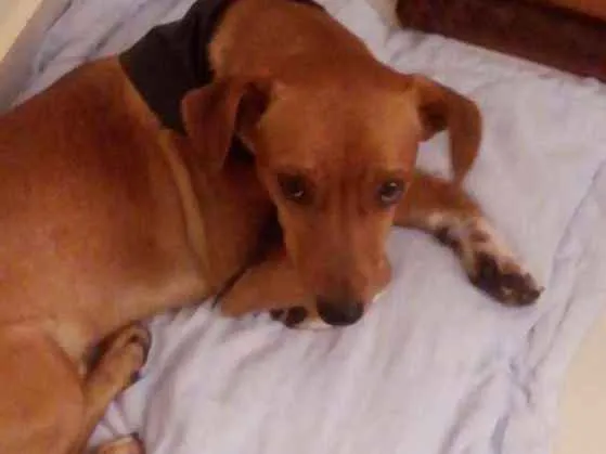 Cachorro ra a Salsicha com vira lata idade 1 ano nome Bud