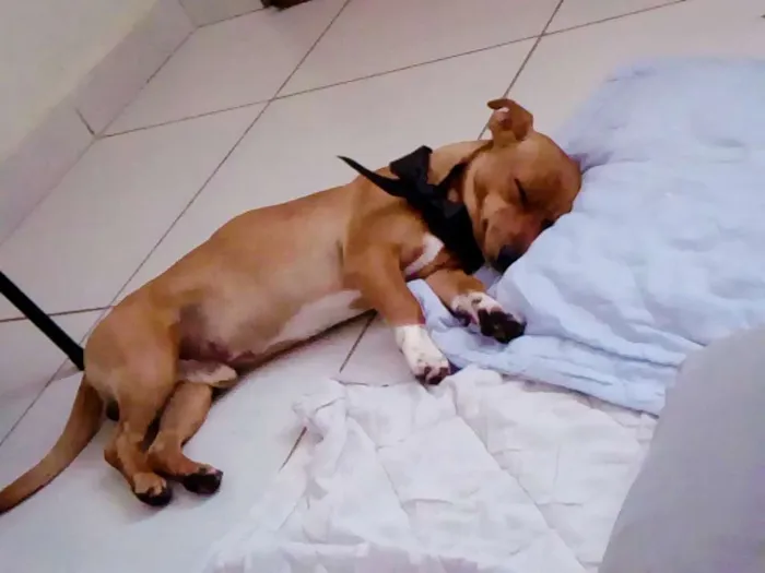 Cachorro ra a Salsicha com vira lata idade 1 ano nome Bud