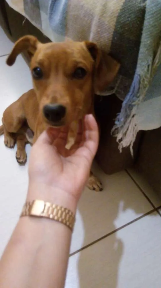 Cachorro ra a Salsicha com vira lata idade 1 ano nome Bud