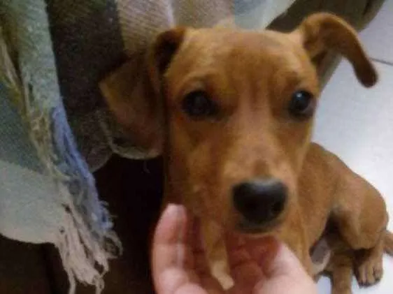 Cachorro ra a Salsicha com vira lata idade 1 ano nome Bud