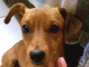 Cachorro raça Salsicha com vira lata idade 1 ano nome Bud