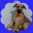 Romeu 