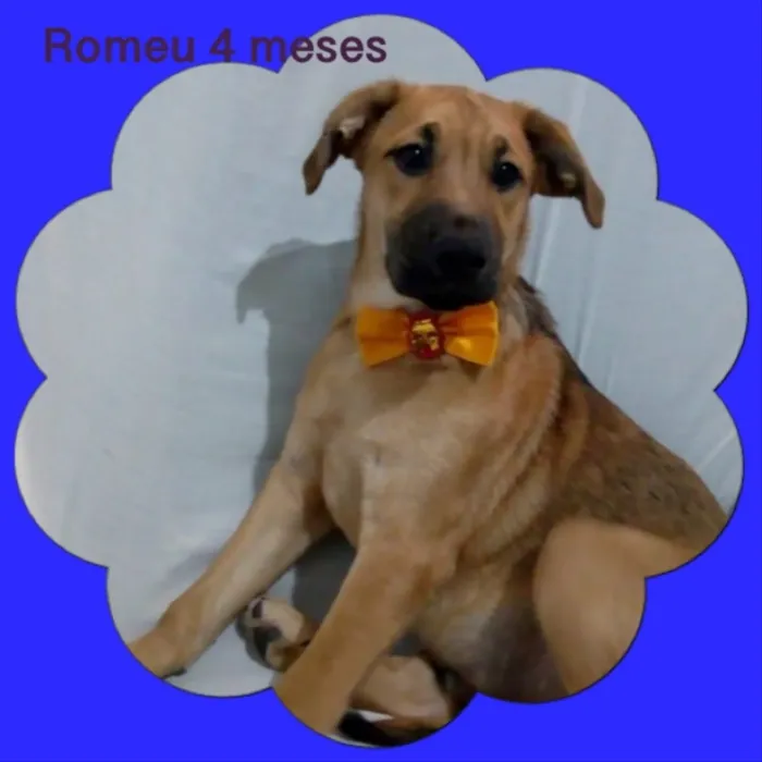 Cachorro ra a srd idade 2 a 6 meses nome Romeu 