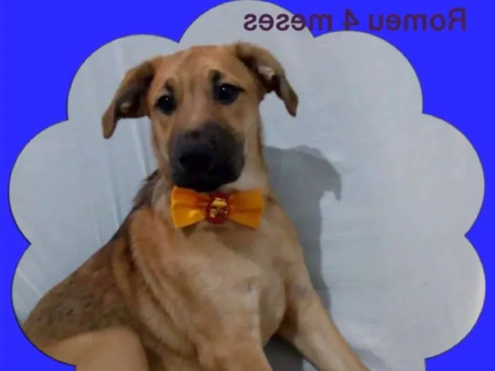Cachorro ra a srd idade 2 a 6 meses nome Romeu 