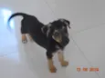 Não tem ainda