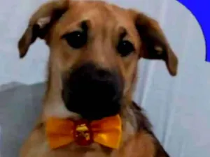 Cachorro raça srd idade 2 a 6 meses nome Romeu 