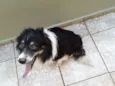 Elvis