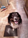 Elvis