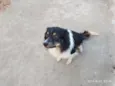 Elvis
