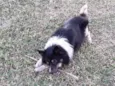 Elvis