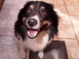 Elvis