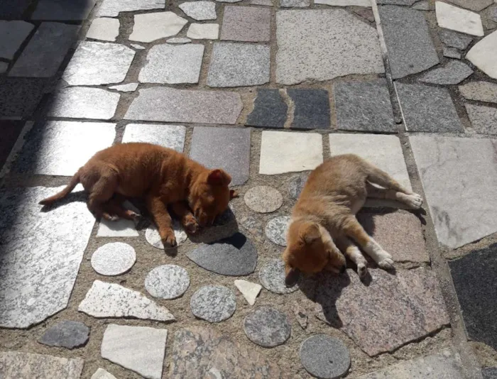 Cachorro ra a Não definida idade 2 a 6 meses nome Vários nomes