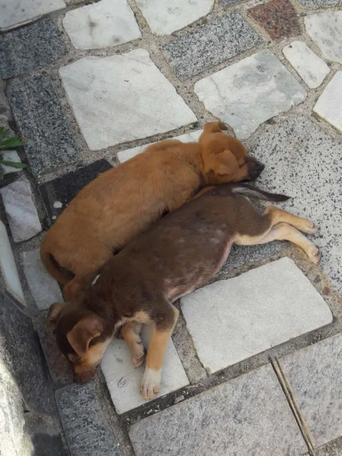 Cachorro ra a Não definida idade 2 a 6 meses nome Vários nomes