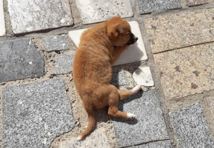 Cachorro ra a Não definida idade 2 a 6 meses nome Vários nomes