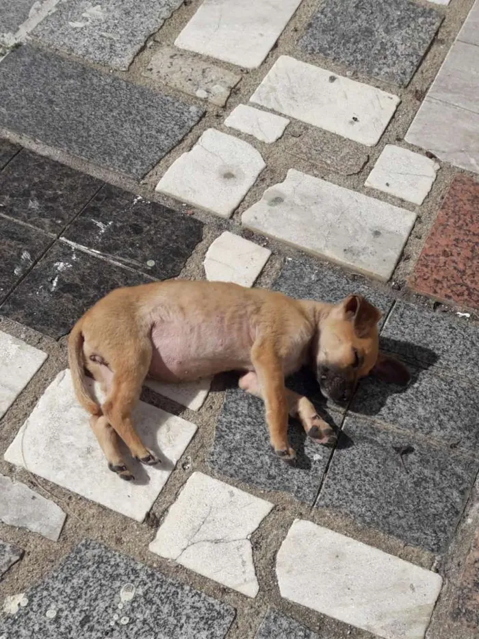 Cachorro ra a Não definida idade 2 a 6 meses nome Vários nomes
