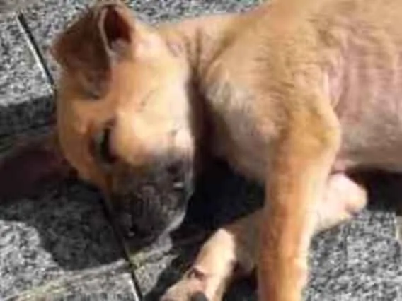 Cachorro ra a Não definida idade 2 a 6 meses nome Vários nomes