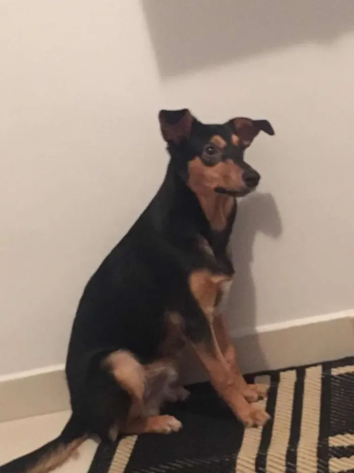 Cachorro ra a Vira lata idade 7 a 11 meses nome Negão