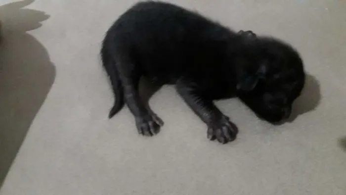 Gato ra a siames  idade Abaixo de 2 meses nome Gata seus filhotes 
