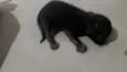 Gata seus filhotes