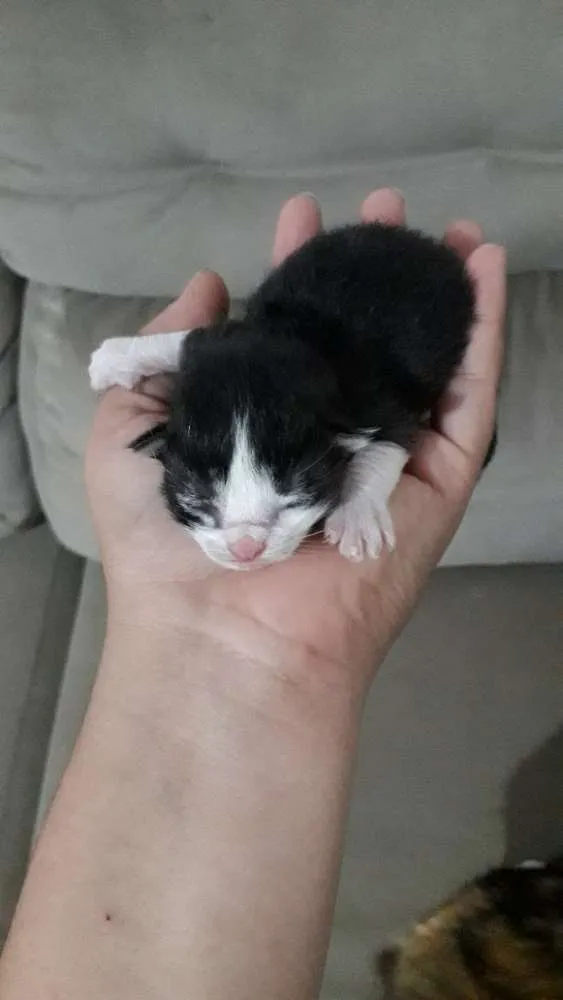Gato ra a siames  idade Abaixo de 2 meses nome Gata seus filhotes 