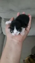 Gata seus filhotes