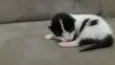 Gata seus filhotes
