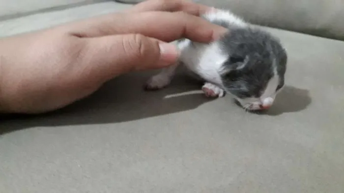 Gato ra a siames  idade Abaixo de 2 meses nome Gata seus filhotes 
