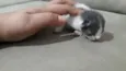 Gata seus filhotes