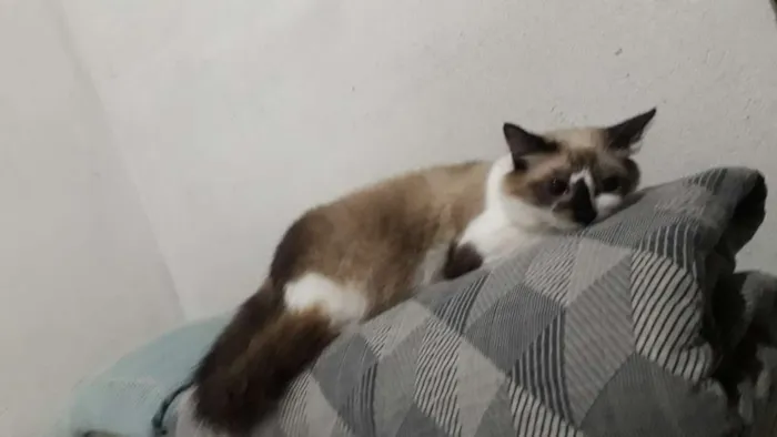 Gato ra a siames  idade Abaixo de 2 meses nome Gata seus filhotes 