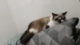 Gata seus filhotes