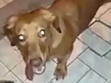 Cachorro ra a Daschund ( mestiça) idade 7 a 11 meses nome Nina mix Basset 